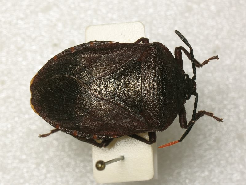 Cyclopelta obscura (Lepeletier & Serville, 1828)